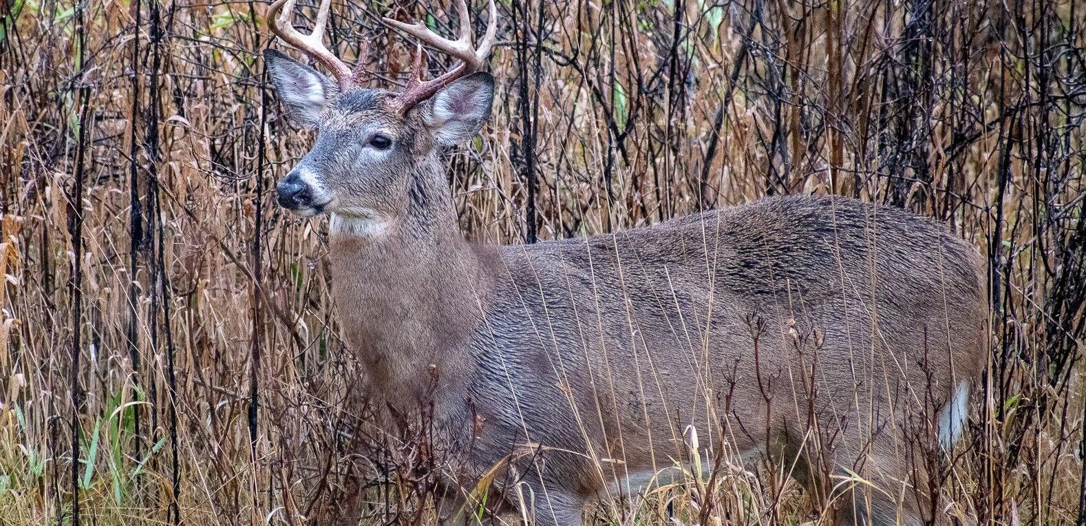 Youth Hunters Check 10,449 Deer During Two-day Firearms Season